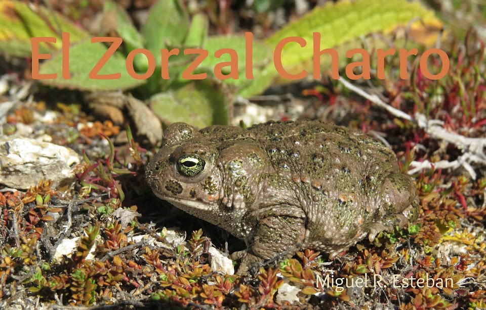 El Zorzal Charro