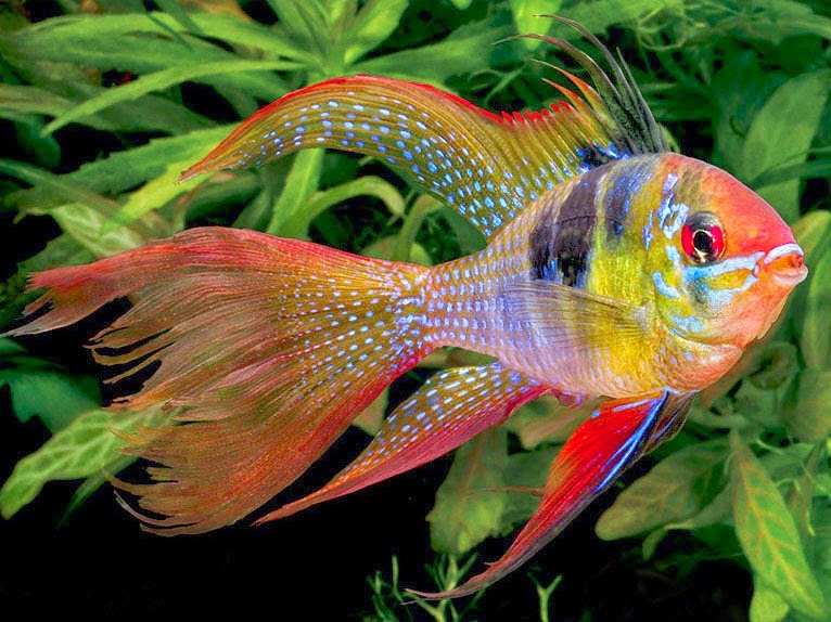Penjual Pembeli Ikan Hias Daftar Perusahaan Pembeli Dan Penjual