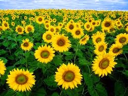 sunflower http://indonesian-herbal-medicine.blogspot.com/2014/12/sunflower-for-home-remedies.html