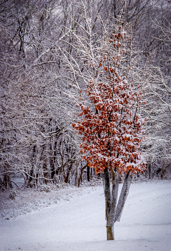 Exploring Photography with Joe Valencia Winter is here! Snow makes