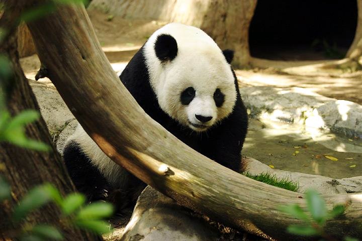 gambar panda gambar panda