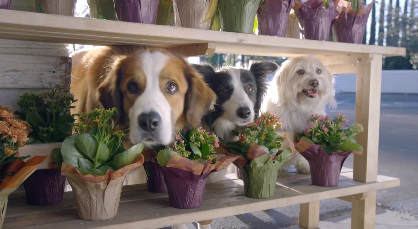 Doritos 2016 Crash The Super Bowl - "Dogs" Commercial