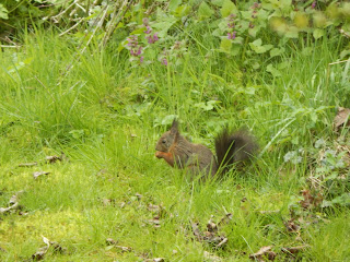 Der vegane Garten peaceful gardening