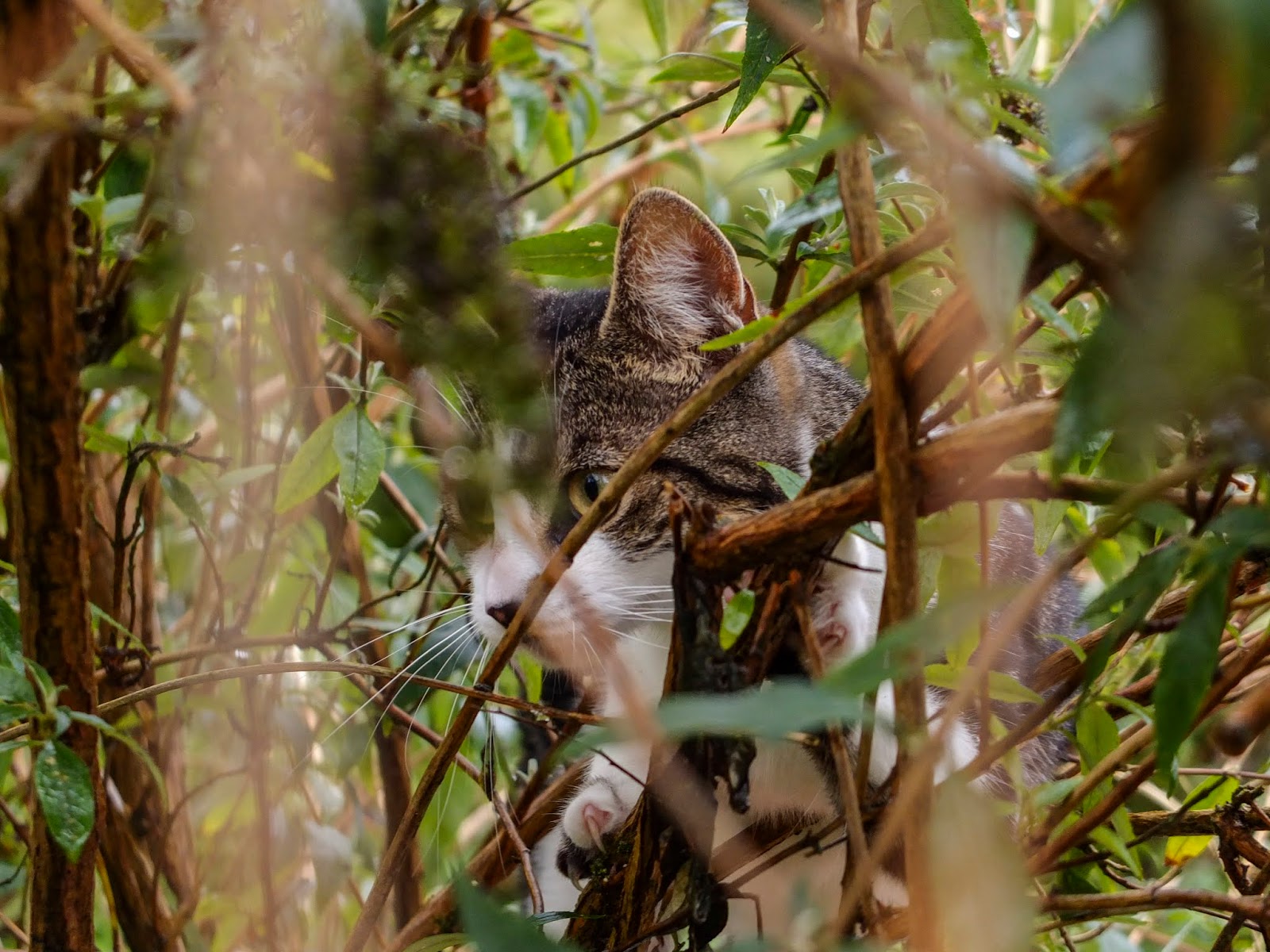 A cat hiding in a bush and blending with the branches.