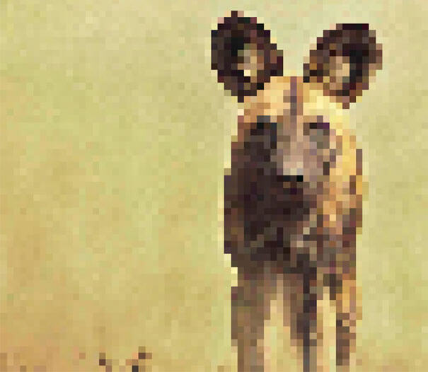 22 Shocking Photos Composed Of As Many Pixels As There Are Animals Still Alive In These Species