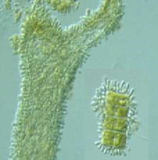 Chamaesiphon sp Chamaesiphon sp