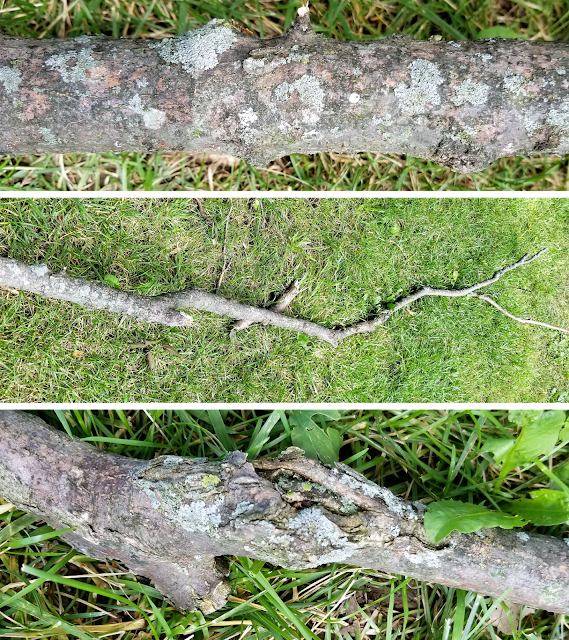 Scenes From My Qeekend - Happy July 1! - lichen bohohome.com @bohosusan