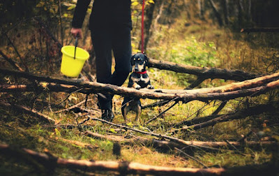 alt="perro buscando trufas en el bosque"