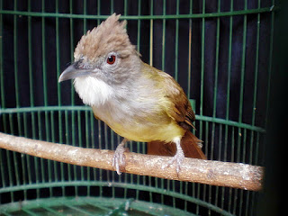 Burung Cucak Jenggot : Habitat Burung Cucak Jenggot
