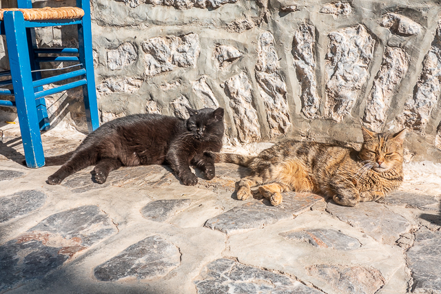 Cats of Greece - cats are commonplace in Greece. They are well taken care of by the community and very friendly. You can even pet them if you wish! Here are some of the cats we found in Poros, Epidavros, Náfplio, and Hydra. #cats #travel #greece #europe Cats of Greece - cats are commonplace in Greece. They are well taken care of by the community and very friendly. You can even pet them if you wish! Here are some of the cats we found in Poros, Epidavros, Náfplio, and Hydra. #cats #travel #greece #europe