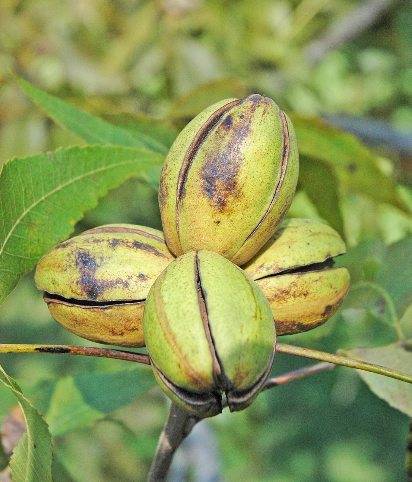 Northern Pecans Kanza yield 2016