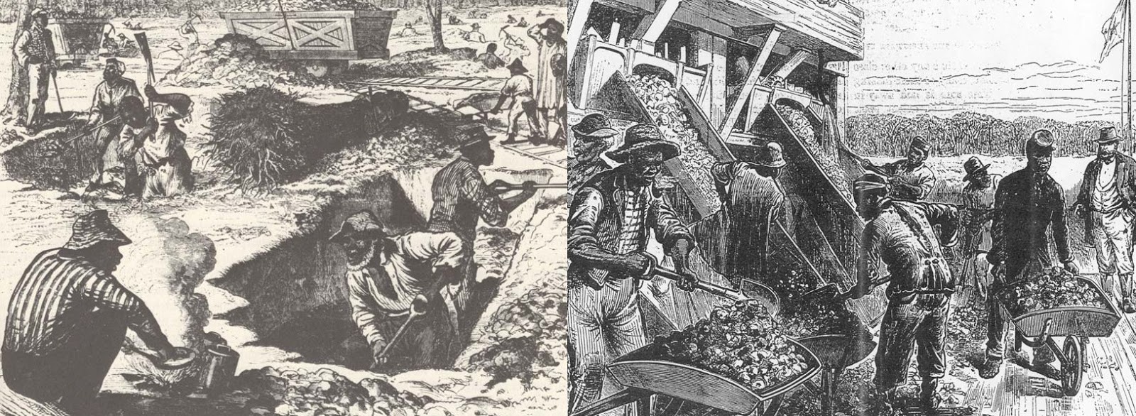 The Coastal Paleontologist The Ashley Phosphate Beds the