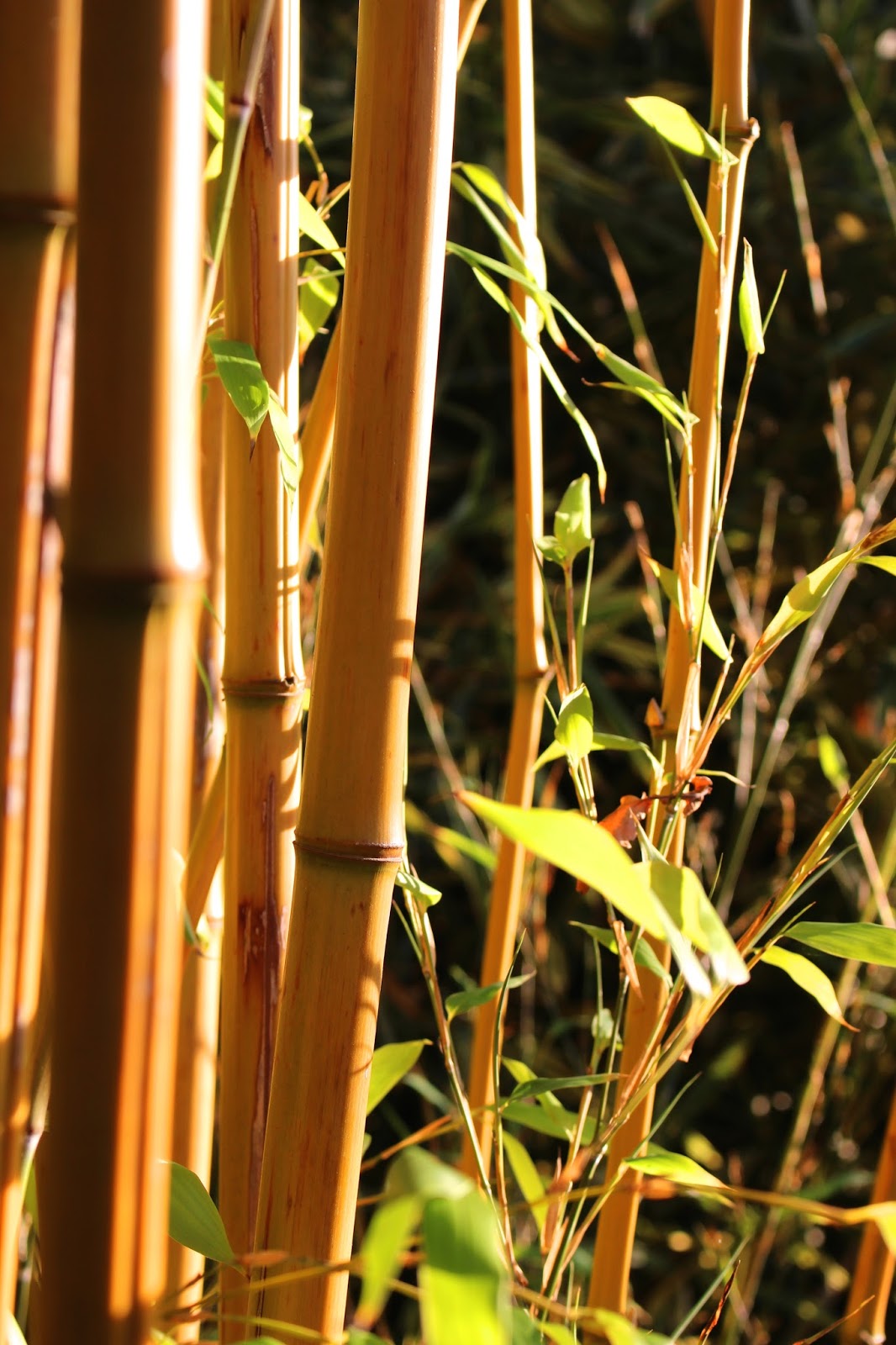 Plant Photography Sunshine Plant Photography Sunshine