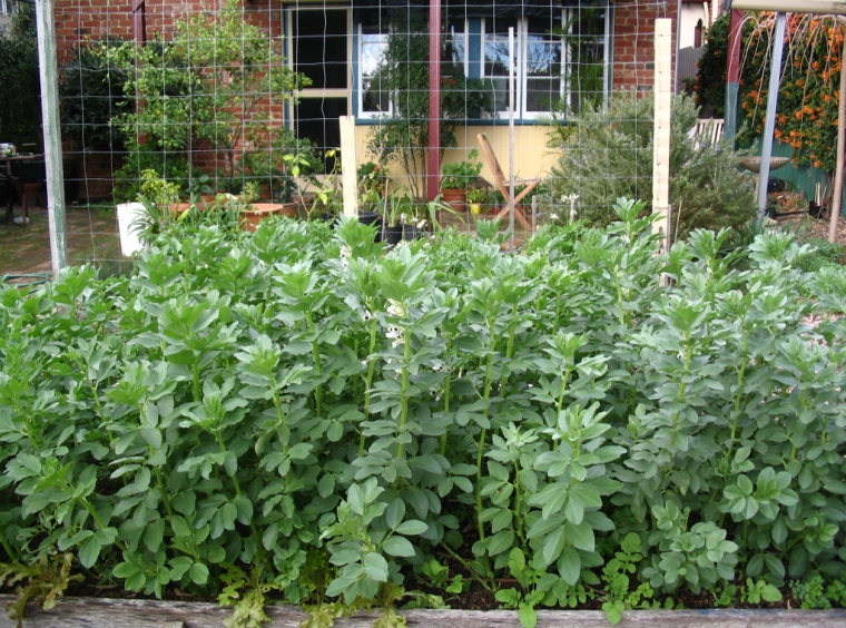 Master Gardeners of Tompkins County, NY Growing Fava Beans in Upstate