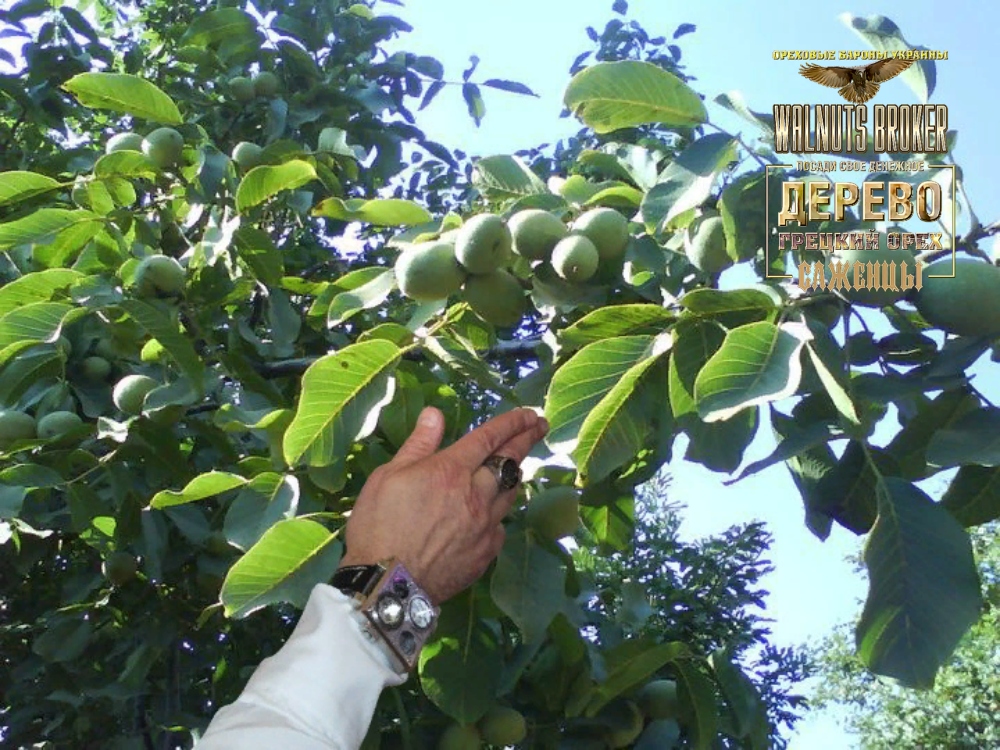 Грецкий Орех Левина Фото — Картинки фотографии