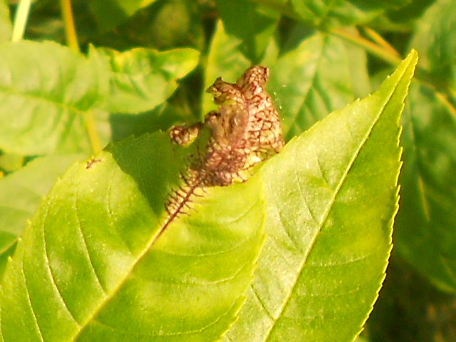 Tony's Blog: Ash Tree Problems
