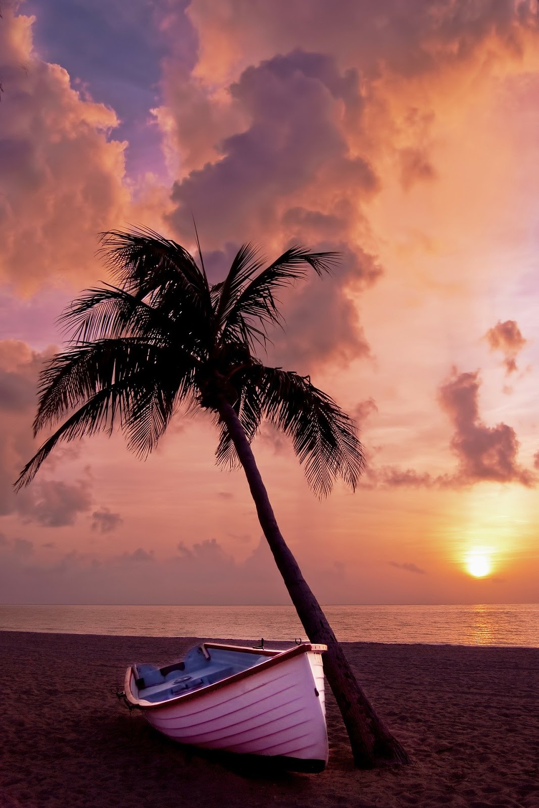 palm tree,palm,ocean,summer,boat,beach,sand