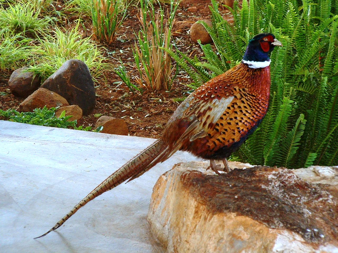 Nature S Own Bird Food Nature S Own Bird Food