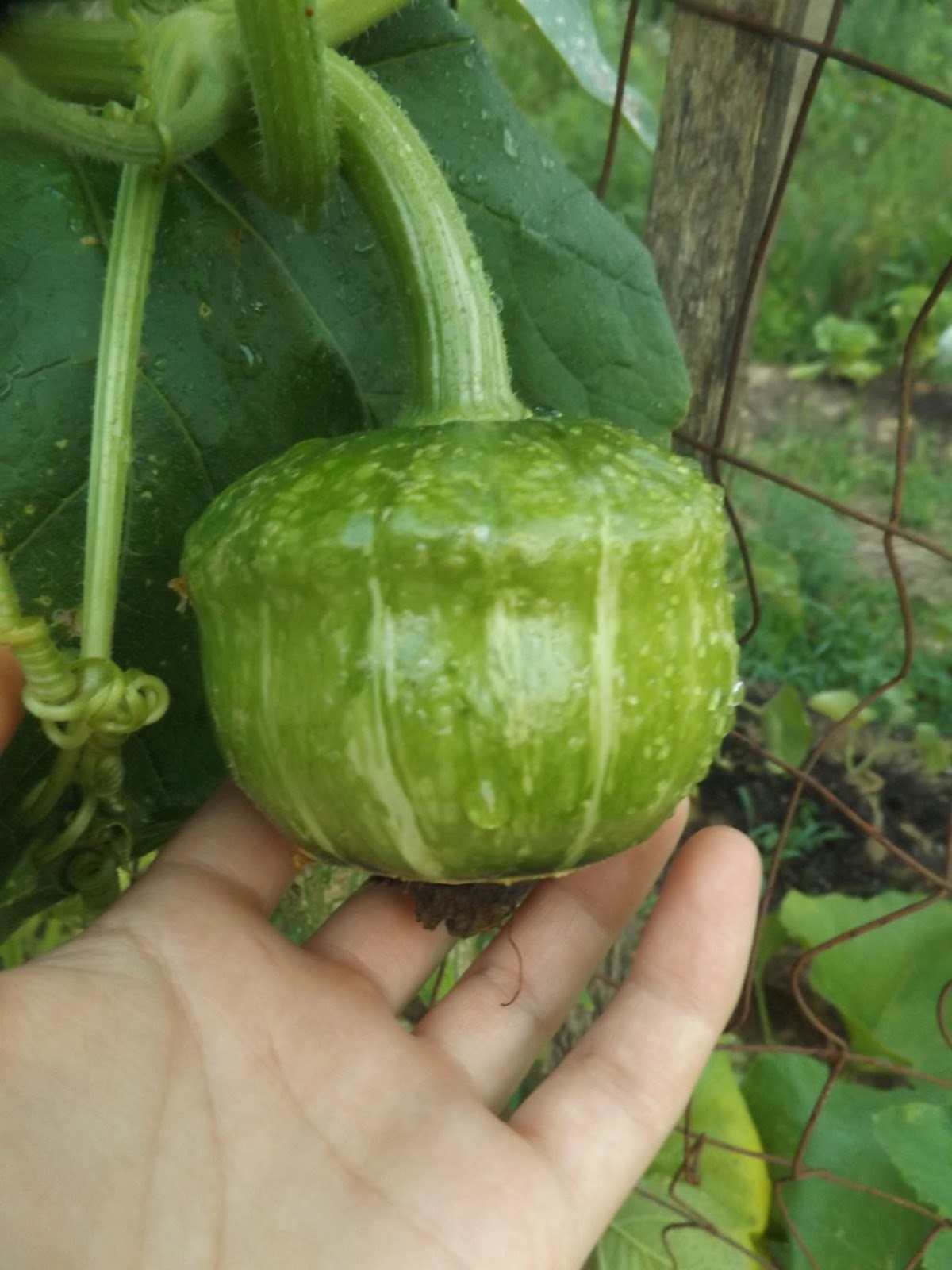 Vegans Living Off the Land Buttercup squash growing on trellis (Late June 2016)