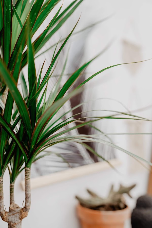 dracena marginata, palmera de tigre, plantas, cuidado plantas, como regar una planta,