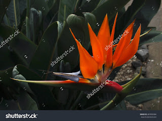 The bird of paradise flower is a perennial herb of great development and invigorated ,, Strelitzia reginae flowers. 5-8 flowers formed by large orange-yellow sepals and three petals deep blue, The bird of paradise flower is a perennial herb of great development and invigorated ,, Strelitzia reginae flowers. 5-8 flowers formed by large orange-yellow sepals and three petals deep blue,