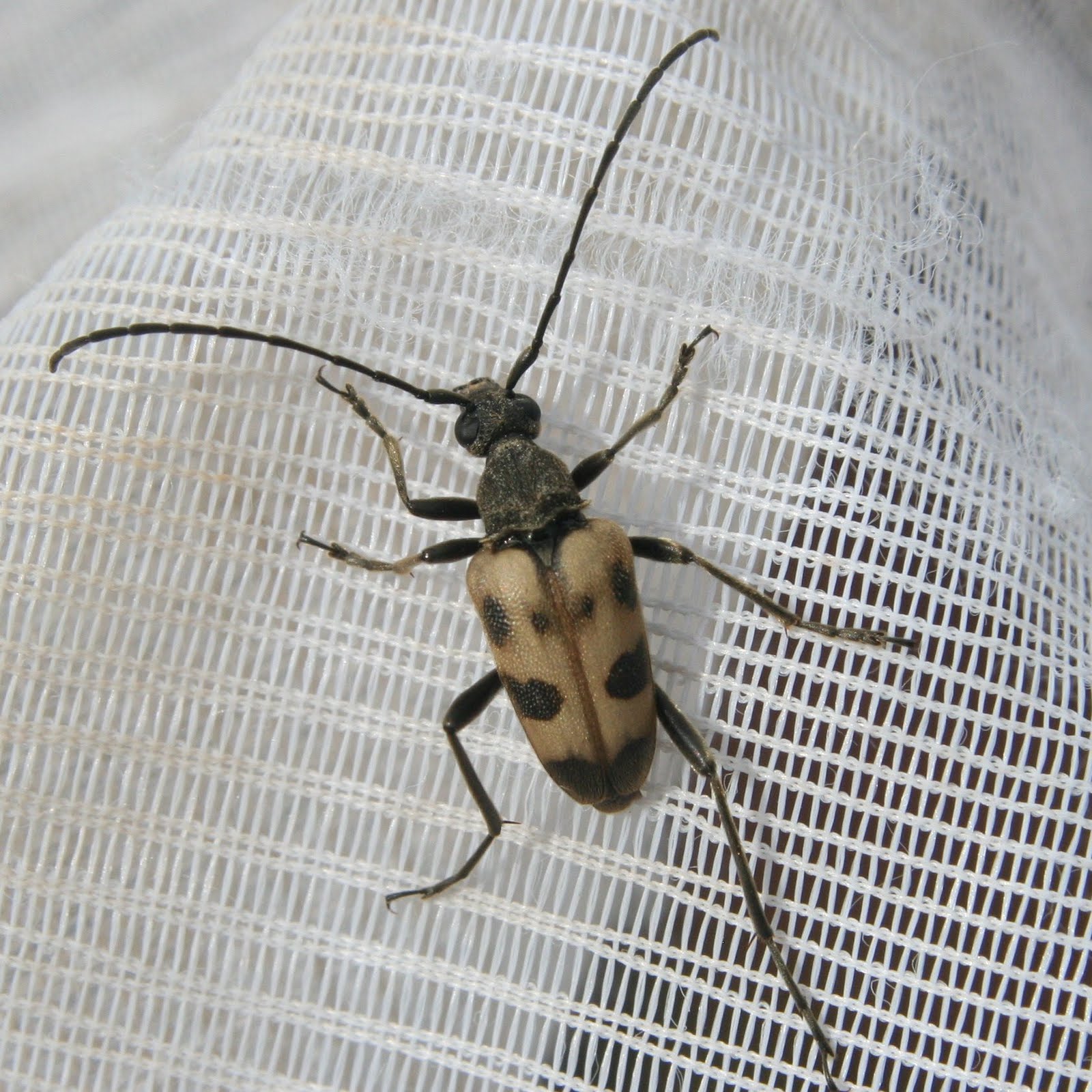 Valley Naturalist: Speckled Longhorn Beetle