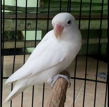 Ciri Ciri Serta Harga Lovebird Albino Terbaru 2019 Blogku