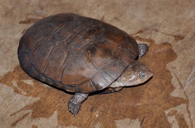 Bentuk Fisik African Helmeted Turtle
