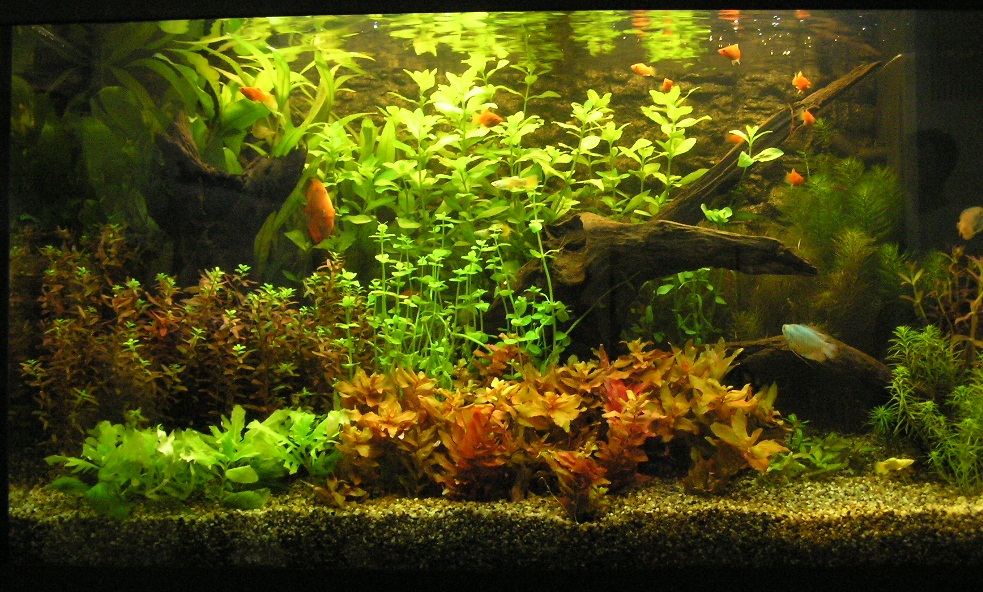 My Fresh Water Aquarium Natural Planted Tank (Walstad Method). Fresh