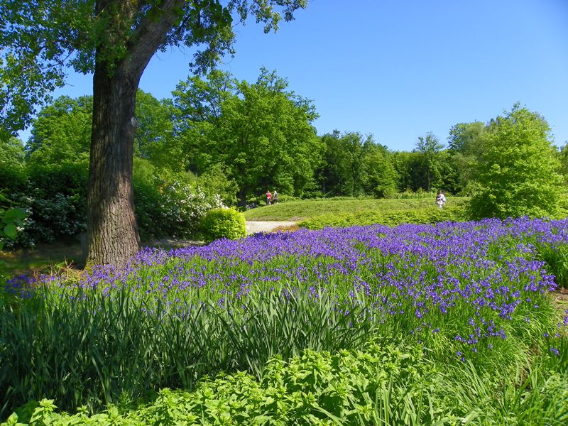 parki-i-ogrody-w-kr-lestwie-ro-lin-arboretum-wojs-awice