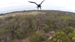Bird Exposes The Limits Of A Light Drone As Eagle Terminate One Flight