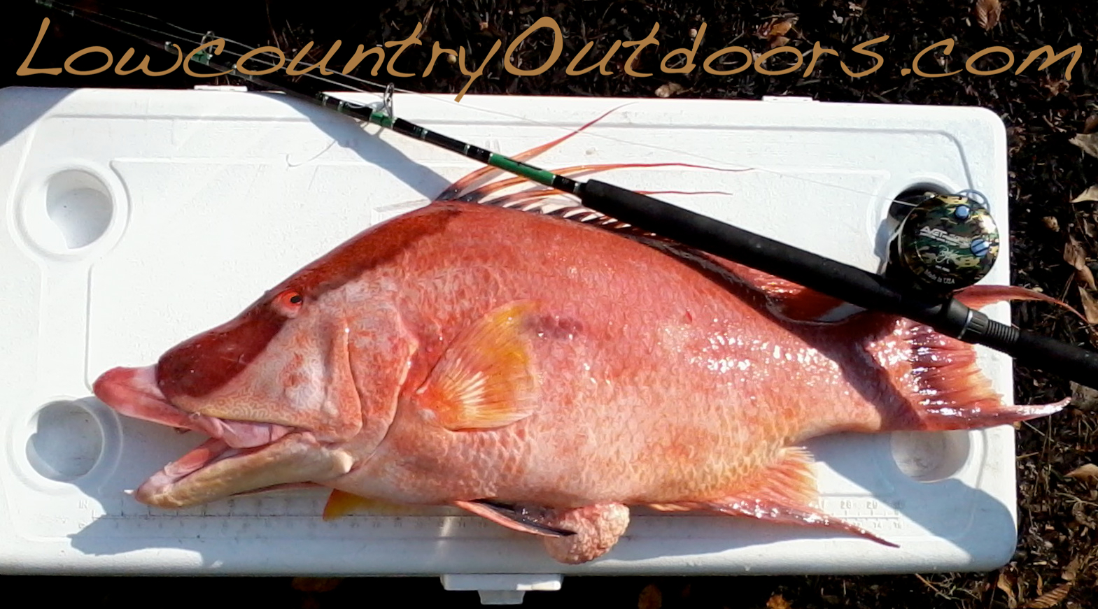 Lowcountry outdoors Pending World Record Hogfish caught in S.C.