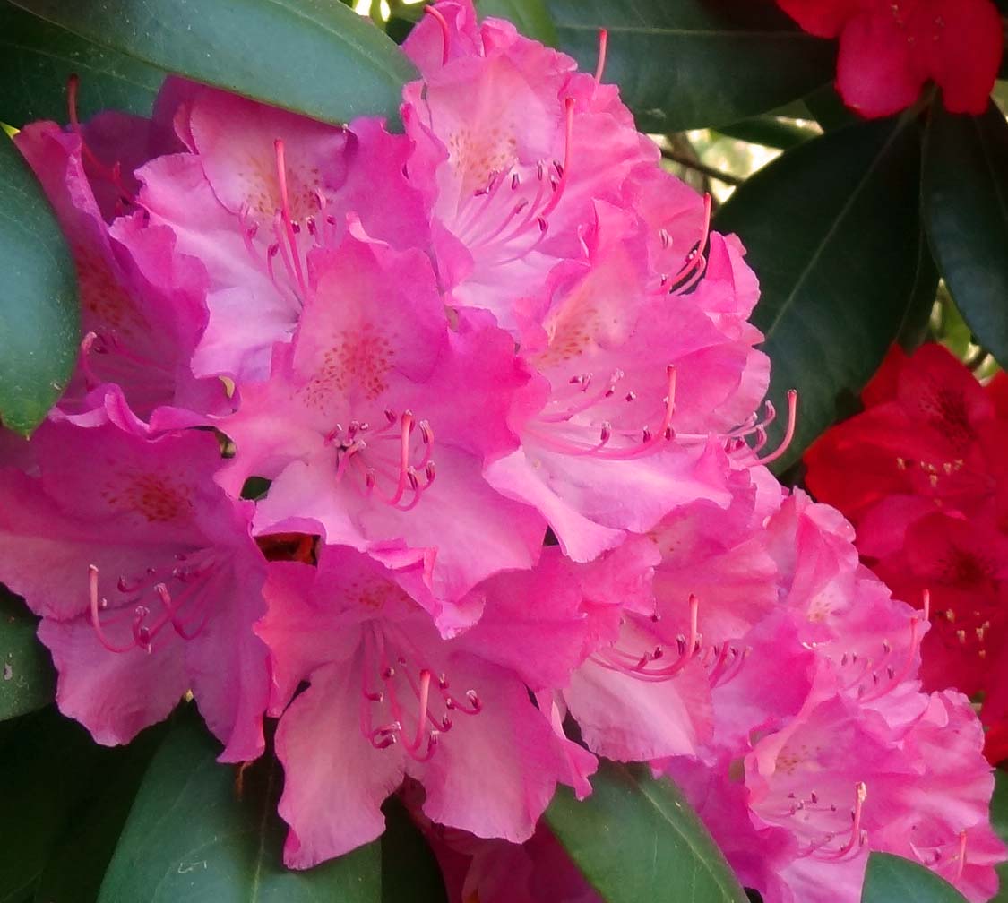 Joe's Retirement Blog: Rhododendrons in Bloom, Manomet, Plymouth ...
