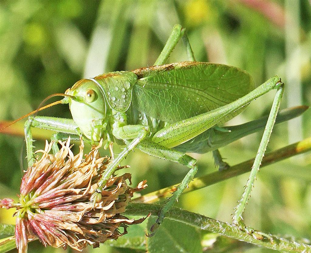 Cricket Green Green Cricket closeup Green Cricket closeup Flickr