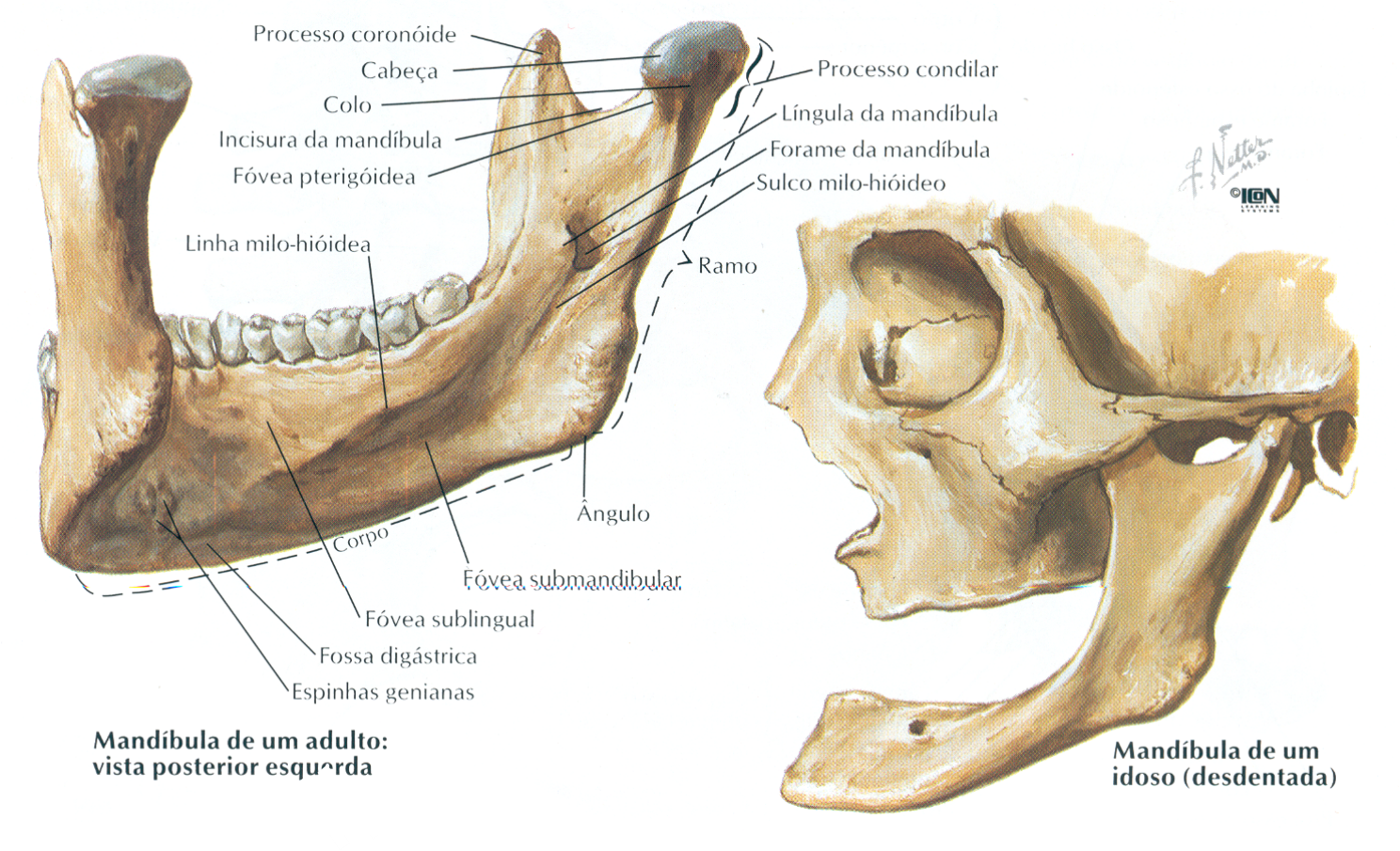 Нижний край нижней челюсти. Челюстно-подъязычная линия нижней челюсти. Linea mylohyoidea нижней челюсти. Нижняя челюсть анатомия кости. Нижняя челюсть анатомия жевательная бугристость.