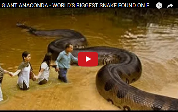 the-biggest-snake-in-the-world-rapid-share