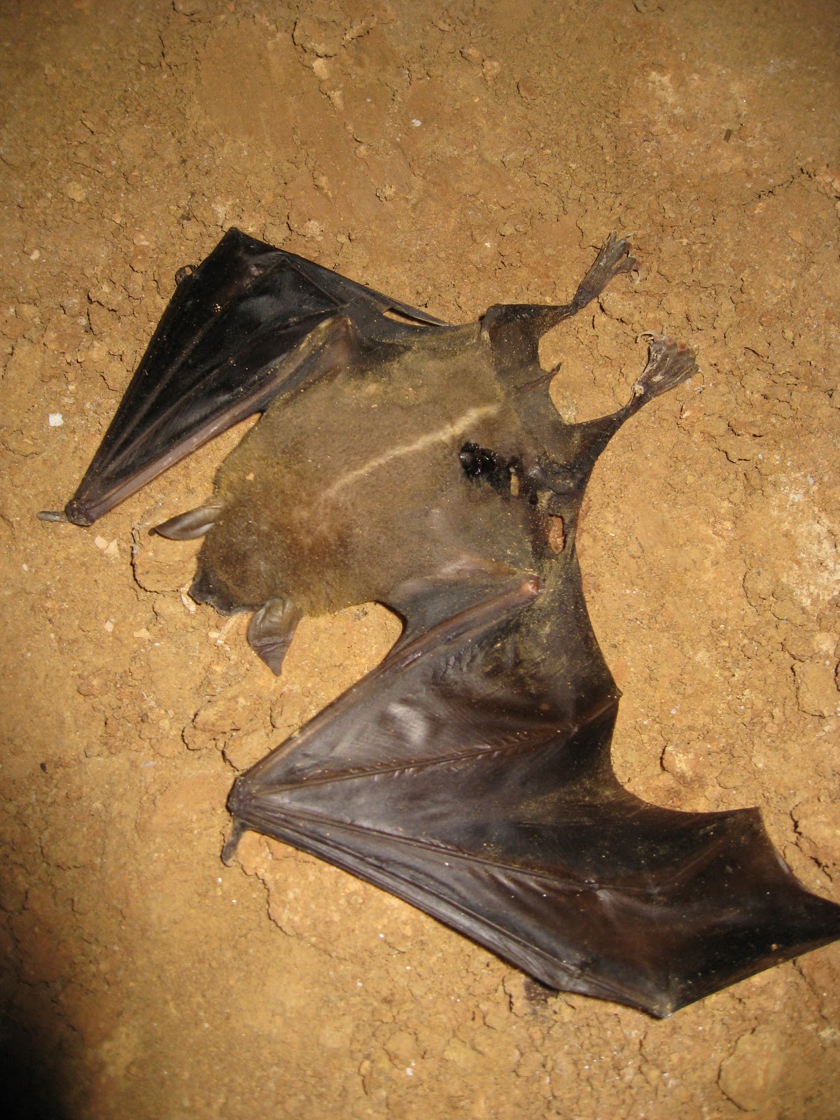 SEA SOCIEDADE ESPELEOLÓGICA AZIMUTE Guano vida e morte nas fezes dos morcegos