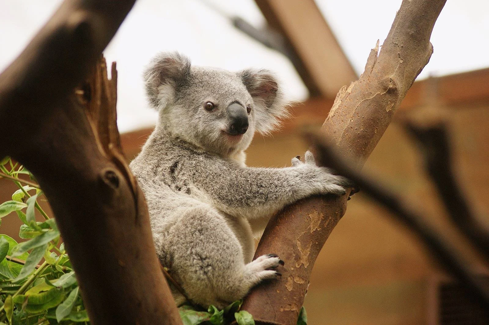 澳洲-墨爾本-市區-墨爾本景點-推薦-墨爾本動物園-Melbourne-Zoo-行程-墨爾本旅遊-墨爾本自由行-攻略-遊記-墨爾本一日遊-墨爾本必去景點-Melbourne