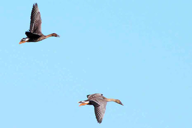 Geese flying in blue skies
