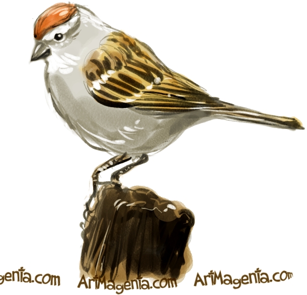 Chipping Sparrow is a bird sketch by Artmagenta