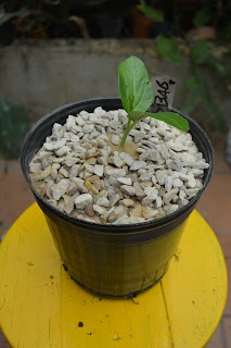 Baobab.Adansonia digitata.