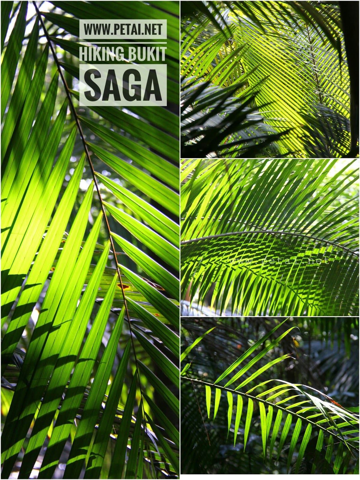 Info Terbaru Daun Cdewa