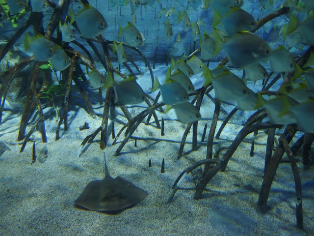 SEA Aquarium Singapore Stingray Exhibition