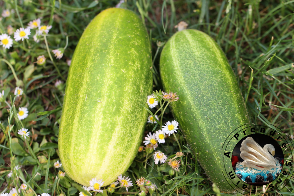 Tout savoir sur les cornichons (pas à pas en photos) A Prendre Sans Faim