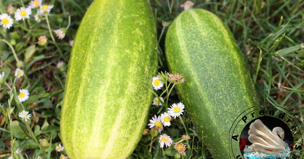 Tout savoir sur les cornichons (pas à pas en photos) A Prendre Sans Faim