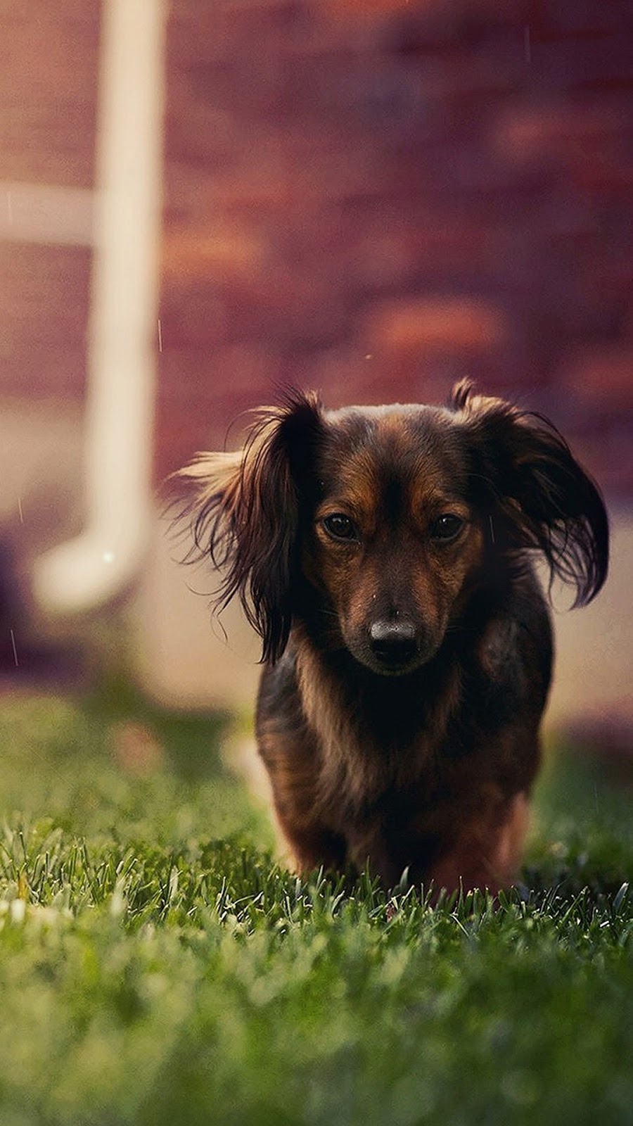 HD Wallpapers and Backgrounds of animals and pets: Foxes, Horses, Tiger, Dogs, Cats, Squirrels, Rabits and Others