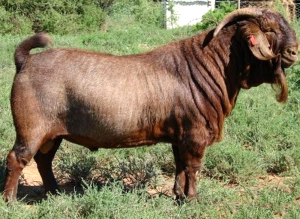 meat goat breeds, top 10 meat goat breeds, goat breeds, meat goats, best meat goat breeds, best goat breeds for meat, meat goat farming, popular meat goat breeds, kalahari red goat