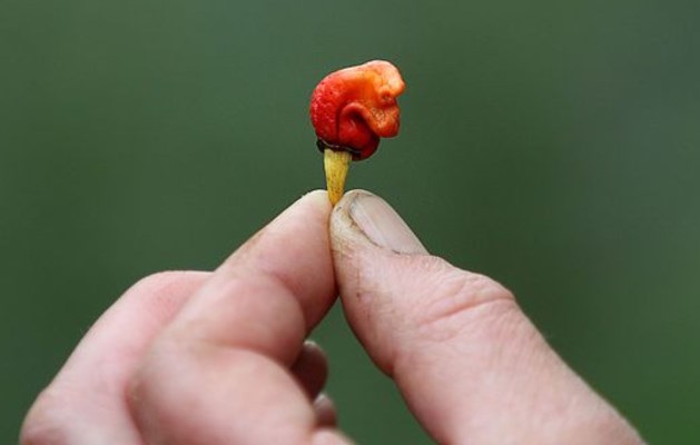 The Dragon’s Breath Chilli The Dragon’s Breath Chilli
