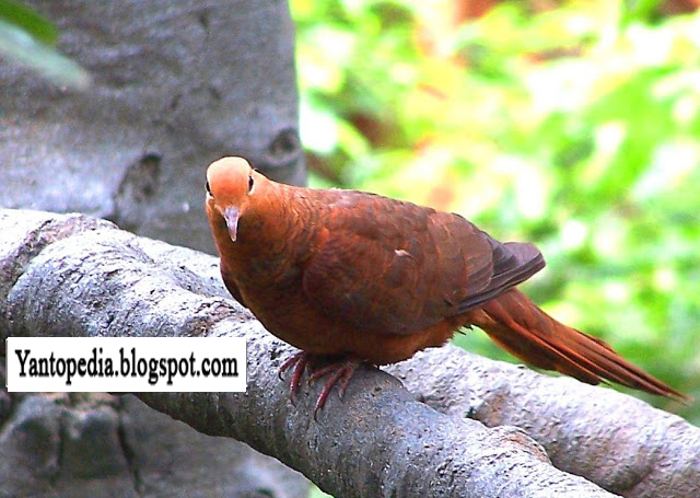 Kenali Jenis Jenis Burung Puter Derkuku Tekukur Yantopedia