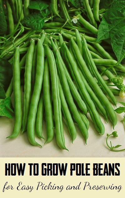 How to Grow Pole Beans for Easy Picking and Preserving